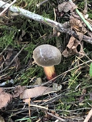 Xerocomellus zelleri