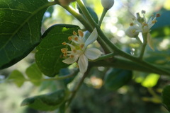 Clausena anisata