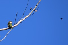 Merops superciliosus