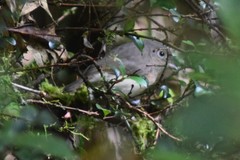 Calicalicus madagascariensis