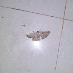Phalacra