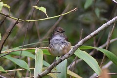 Copsychus albospecularis