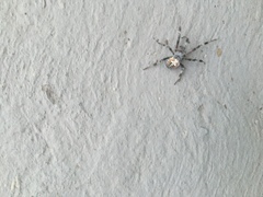 Araneidae