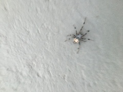 Araneidae