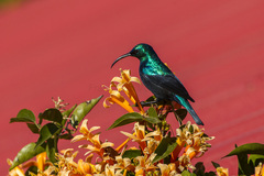 Long-Billed Sunbird photo 3