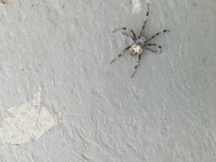 Araneidae