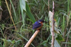 Corythornis vintsioides