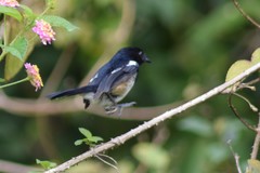 Copsychus albospecularis