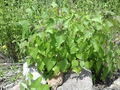Ageratina petiolaris