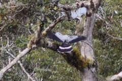 Polyboroides radiatus