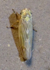Macrosteles quadrilineatus