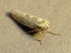 Macrosteles quadrilineatus