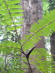 Image of Acacia melanoceras