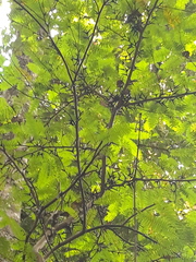 Vachellia melanoceras