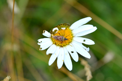 Calocoris roseomaculatus