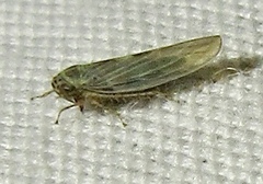 Macrosteles quadrilineatus