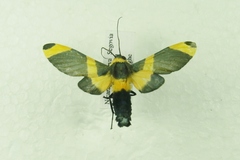 Viviennea ardesiaca