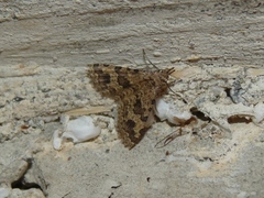Alucita hexadactyla