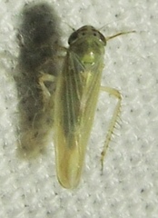 Macrosteles quadrilineatus