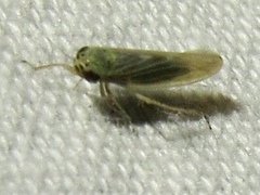 Macrosteles quadrilineatus