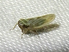 Macrosteles quadrilineatus
