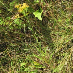Solidago ohioensis