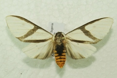 Turuptiana