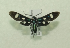 Leucotmemis nexa