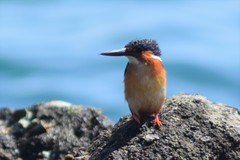 Corythornis vintsioides