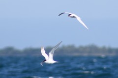 Sterna dougallii