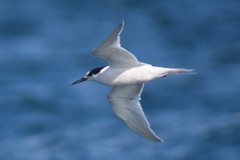 Sterna dougallii
