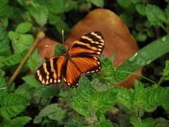 Eresia ithomioides alsina