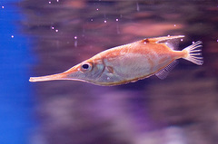 Snipe-Fish photo 5