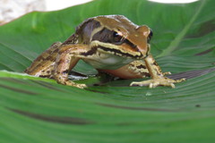 Lithobates maculatus