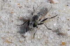 Laphystia