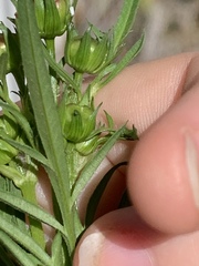 Cosmos sulphureus
