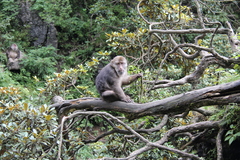 Macaca thibetana
