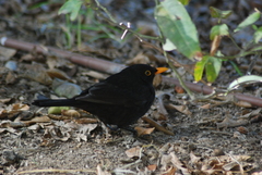 Turdus merula