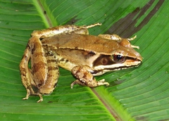 Lithobates maculatus