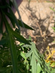 Cosmos sulphureus