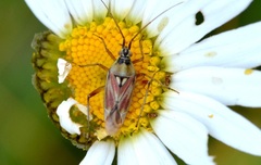 Calocoris roseomaculatus