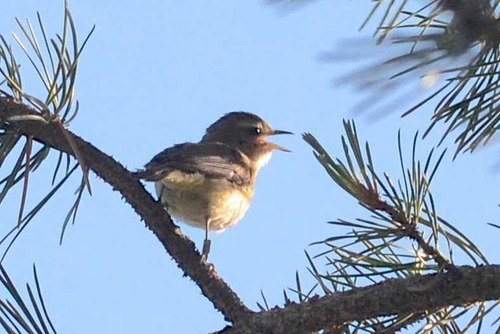 iNaturalist observation photo of Western Warbling Vireo