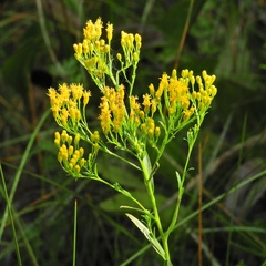 Solidago ohioensis