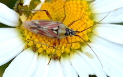 Calocoris roseomaculatus