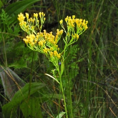 Solidago ohioensis