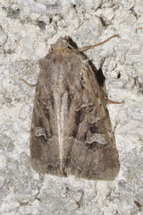 Trigonophora jodea