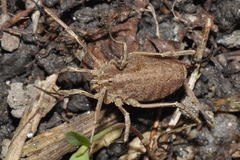 Odiellus troguloides