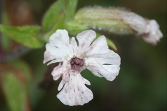 Microbotryum lychnidis-dioicae