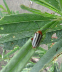 Disonycha alternata