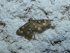 Anania coronata